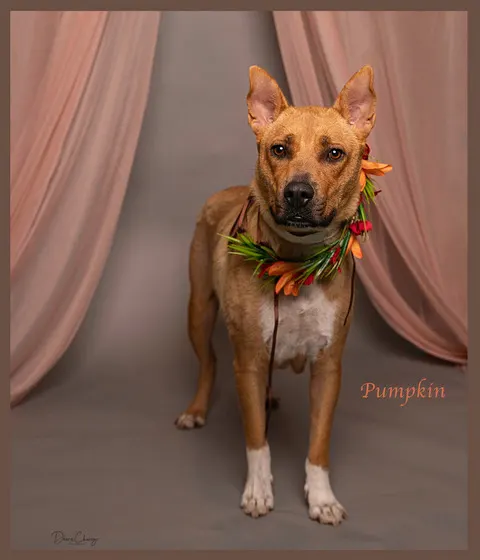 Pupkin