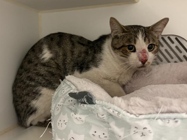 Adoptable Cat