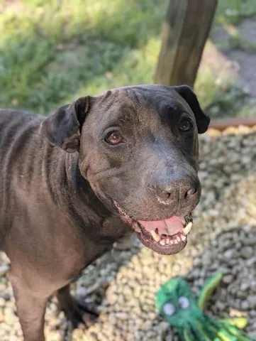 Mack