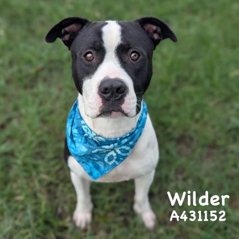 Wilder
