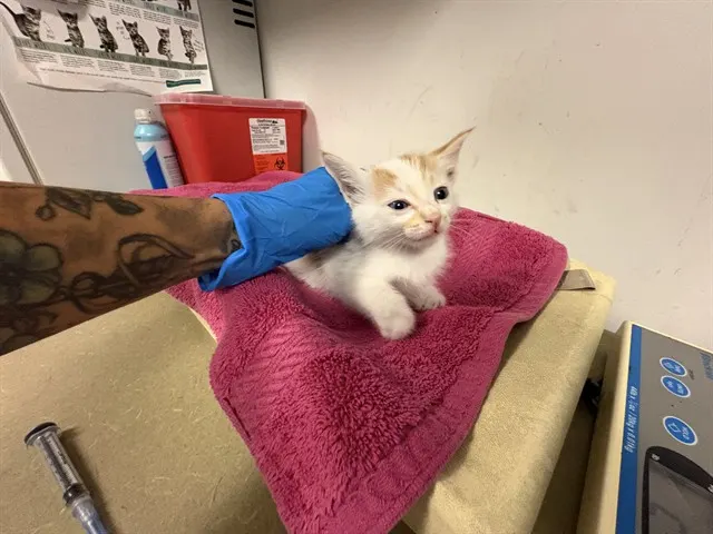Adoptable Cat