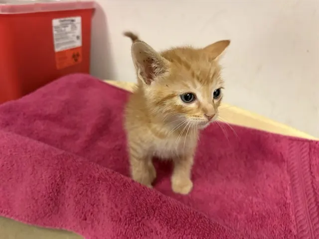 Adoptable Cat