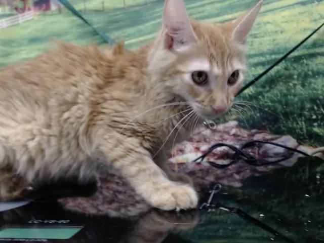 Adoptable Cat