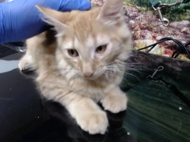 Adoptable Cat