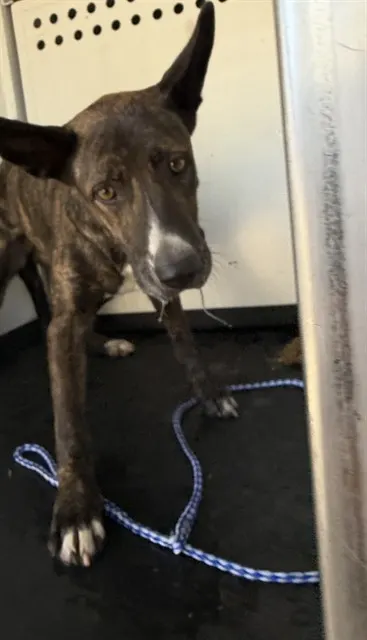 Adoptable Dog