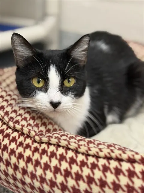 Bella