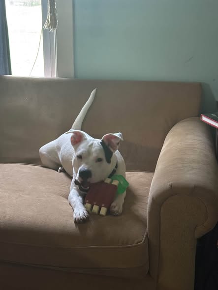 Frankenweenie
