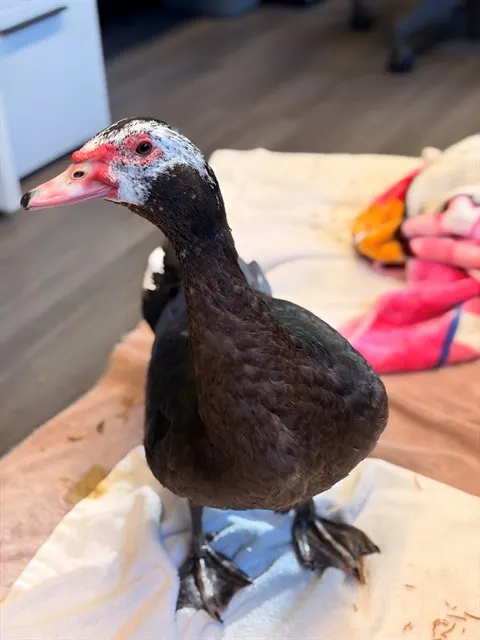 Alejandro