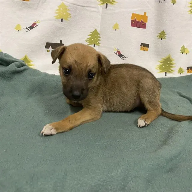 Adoptable Dog