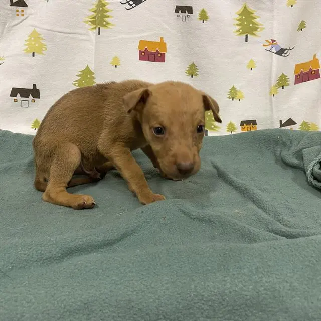Adoptable Dog