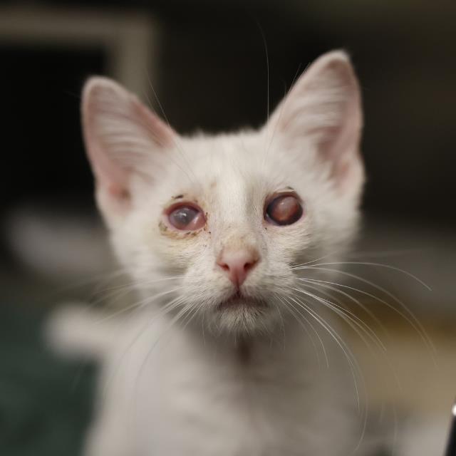 Pearl