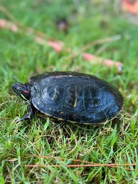 Donatello