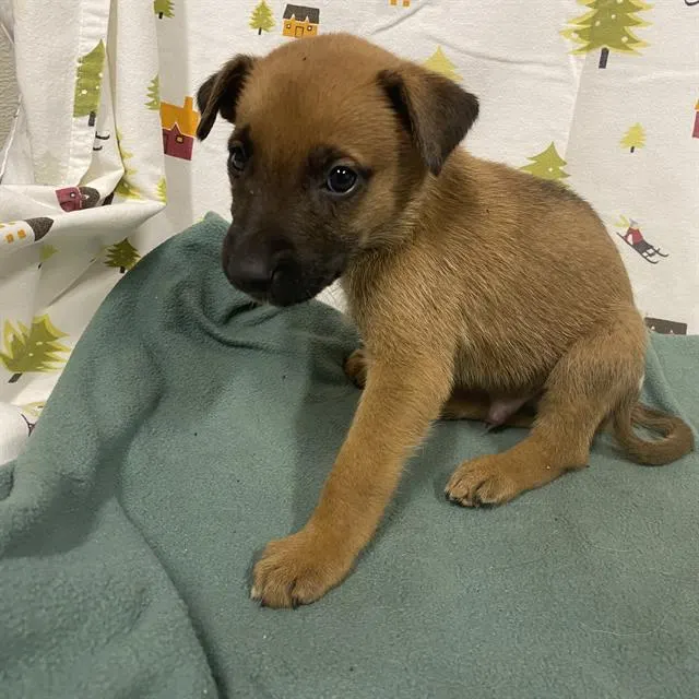 Adoptable Dog
