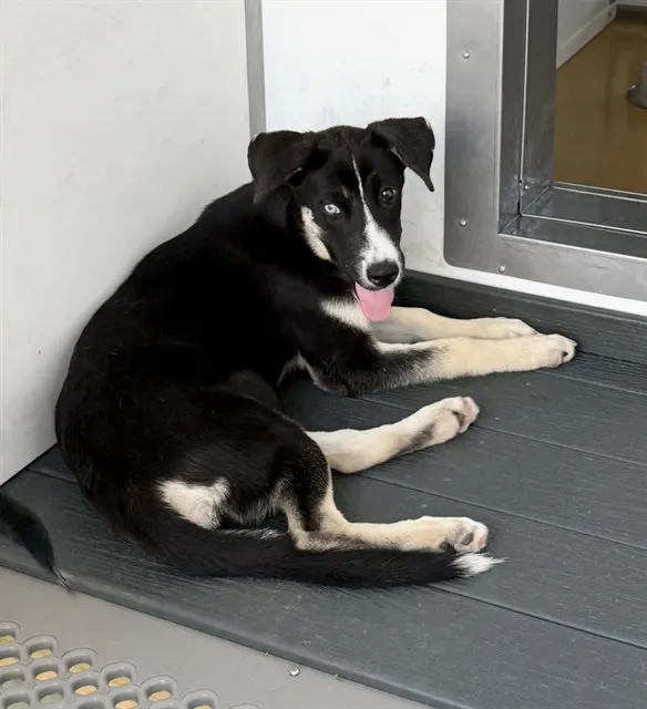 Nova
