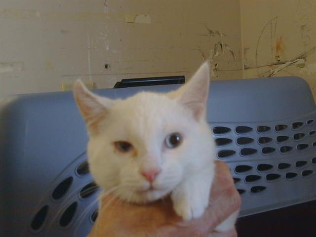 Adoptable Cat