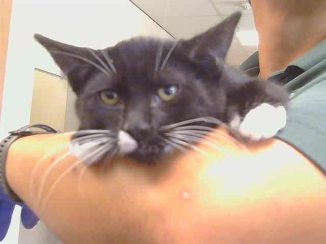 Adoptable Cat