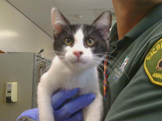 Adoptable Cat
