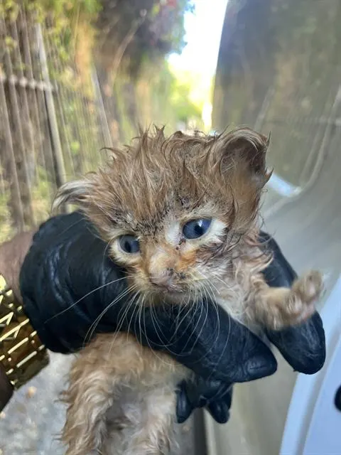 Cinnamon