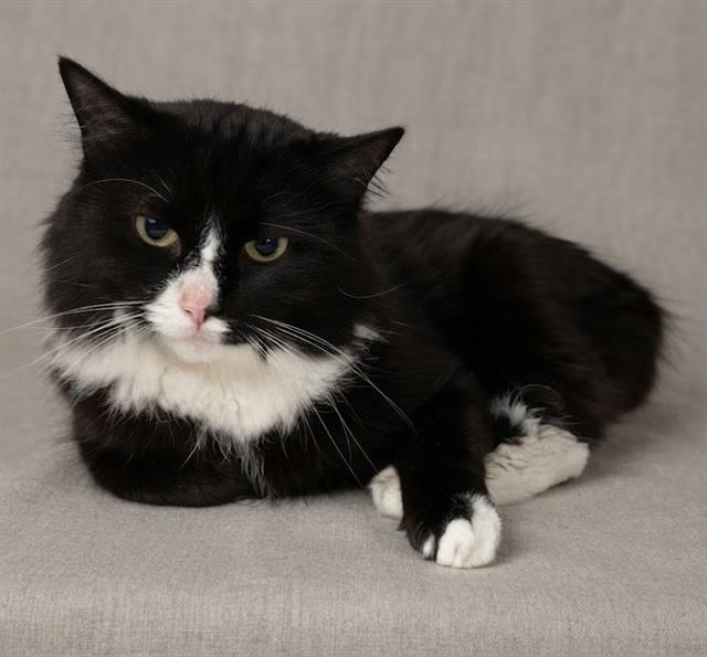 Oreo
