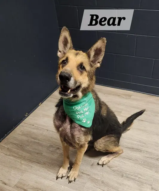 Bear