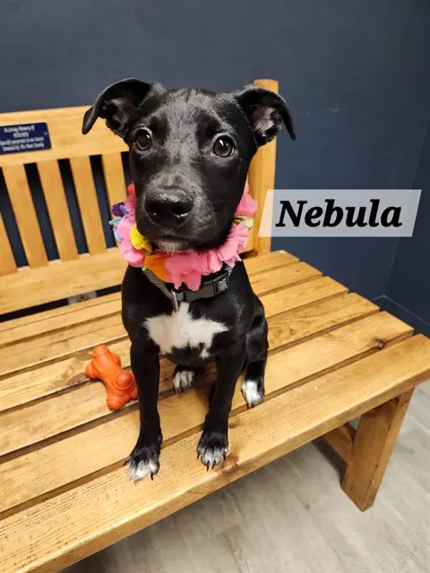 Nebula