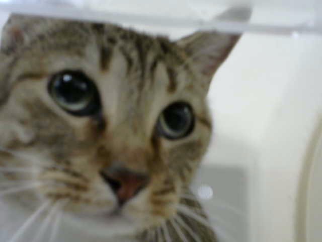 Cleo