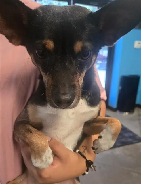 Adoptable Dog
