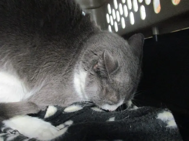 Mama Cat