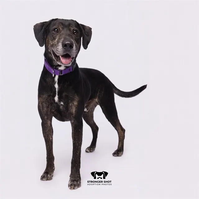 Ranger