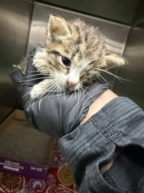 Adoptable Cat