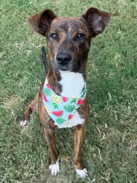 Pocah