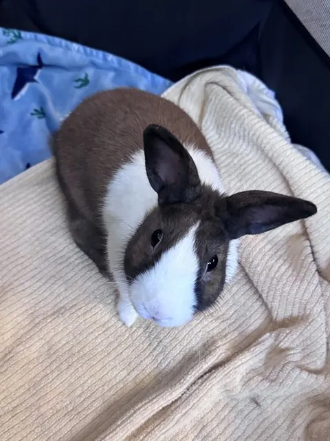 Henry