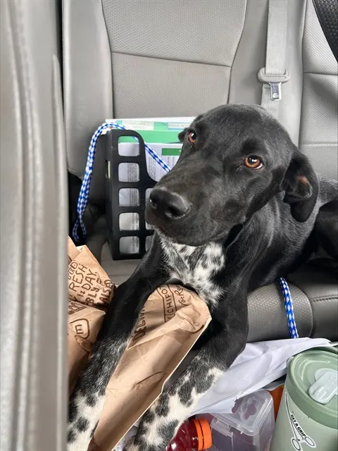 Adoptable Dog
