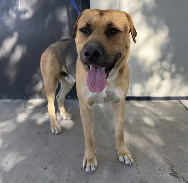 Adoptable Dog