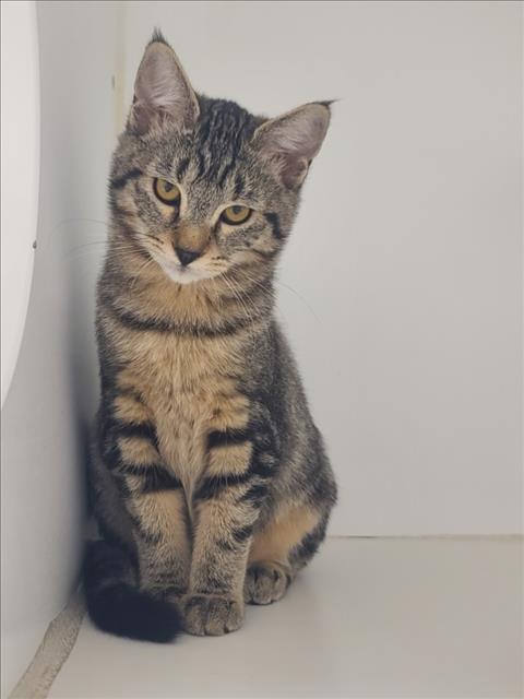Pepper