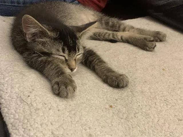 Yoda