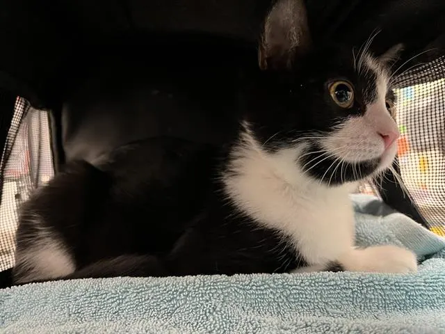 Vader