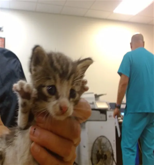 Kitty 2