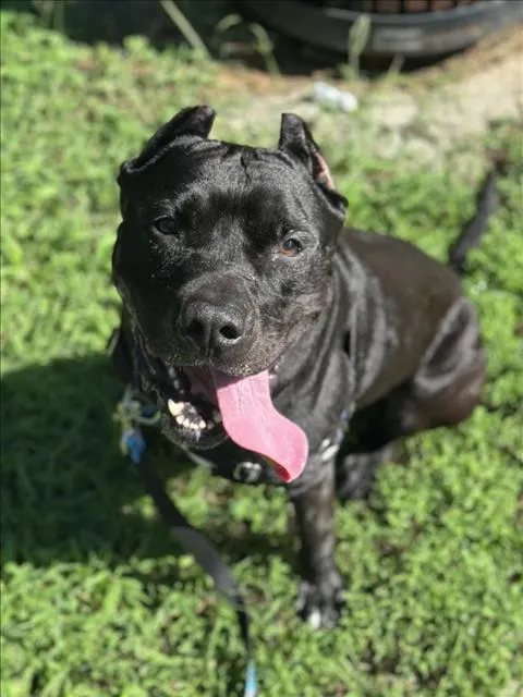 Onyx