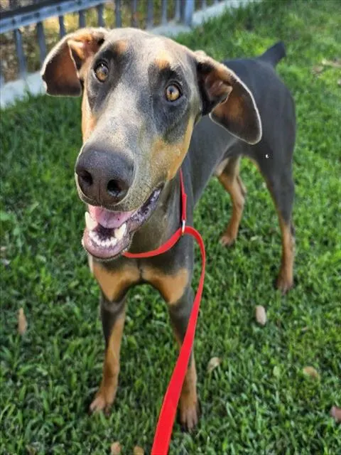 Taz