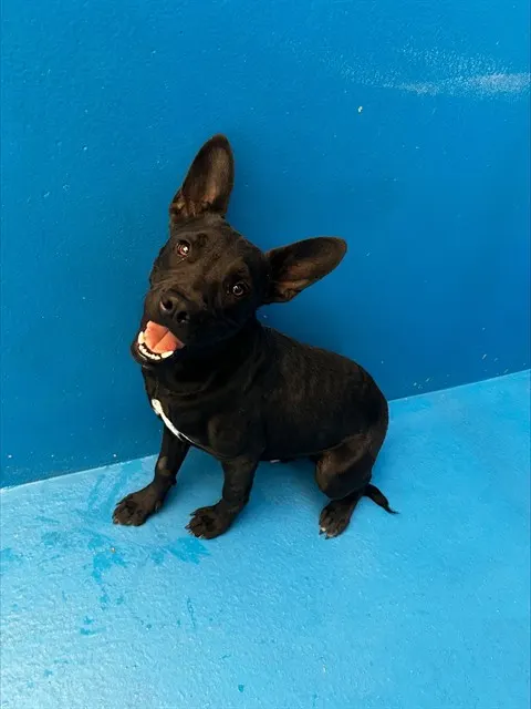 Adoptable Dog