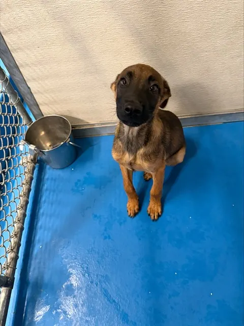 Adoptable Dog