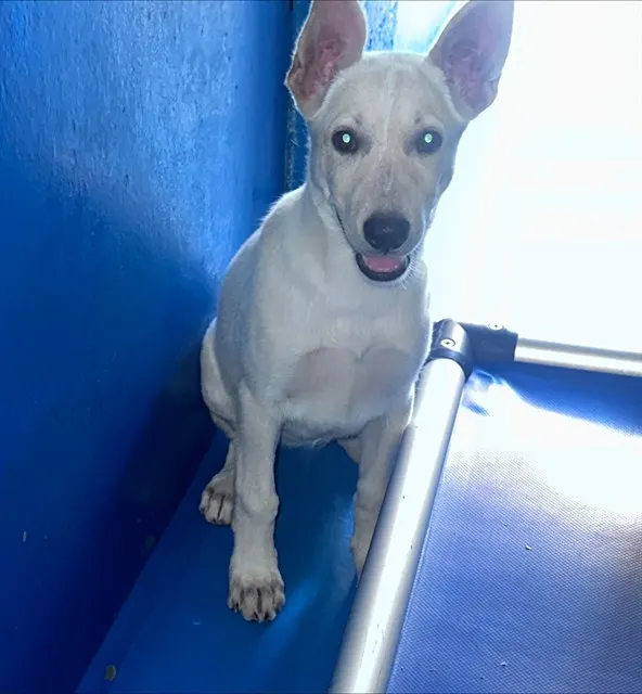 Adoptable Dog