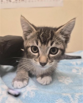 Adoptable Cat