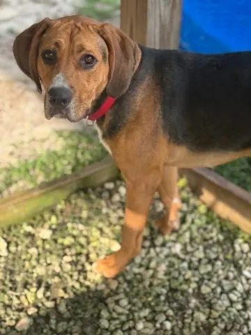 Little Copper