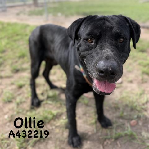 Ollie