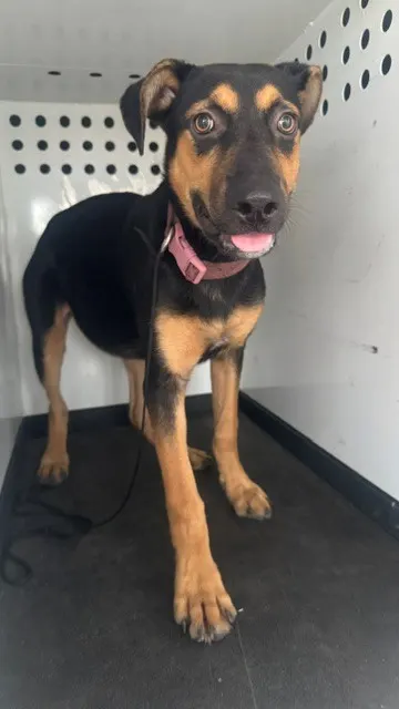Adoptable Dog