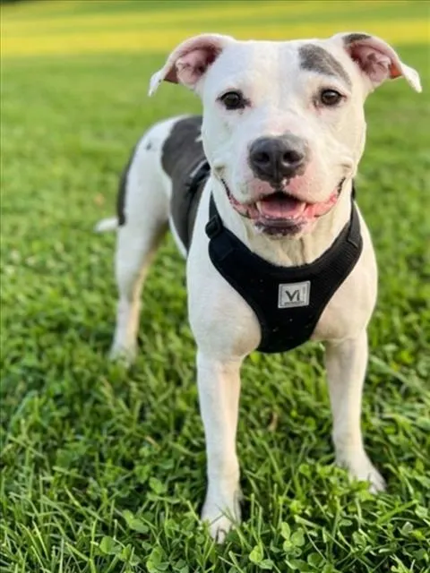 Heidi