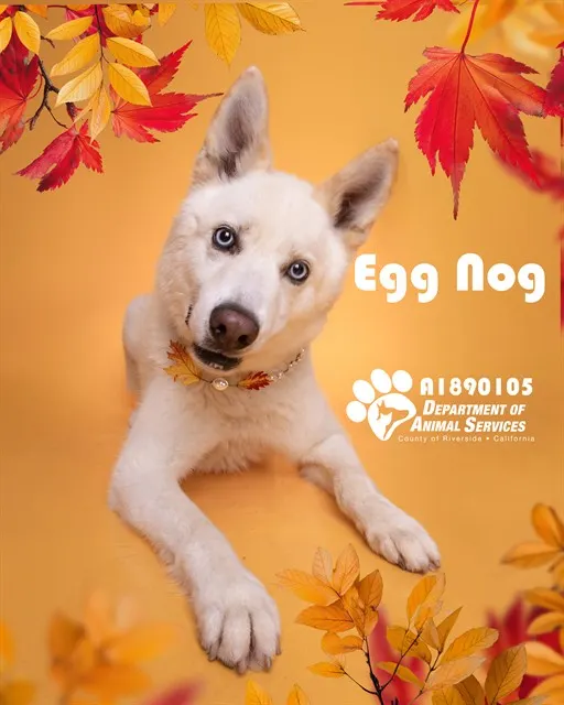 Egg Nog