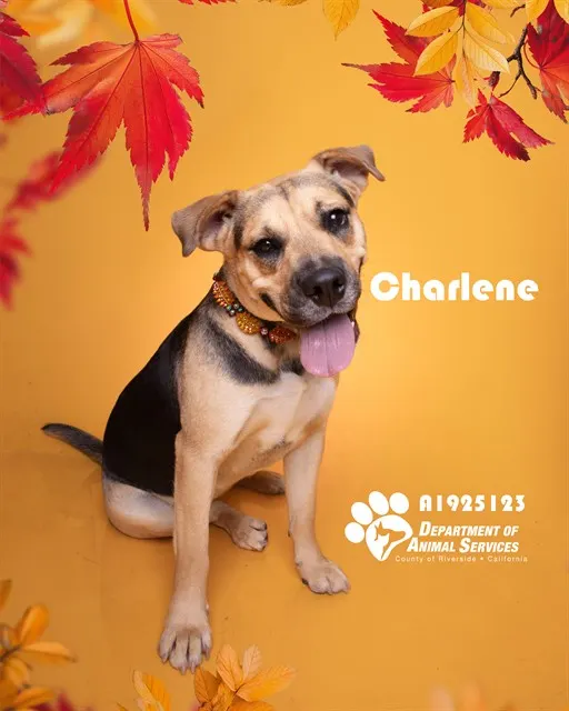 Charlene